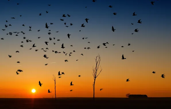 Картинка закат, птицы, природа
