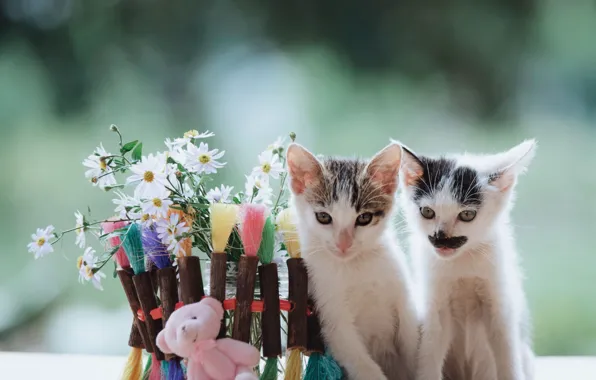 Взгляд, кошки, поза, котенок, котята, парочка, два котенка, милые
