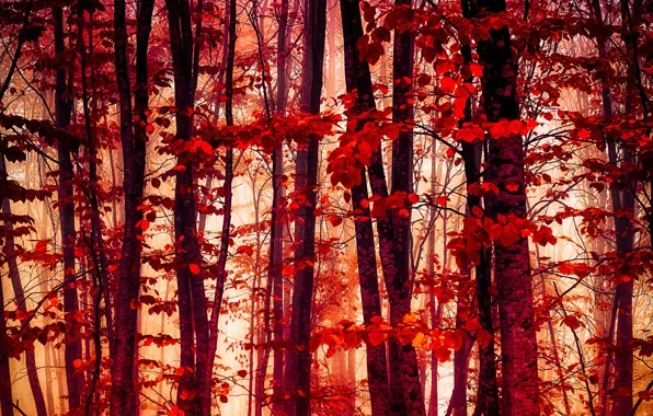 Картинка осень, лес, листья, багрянец