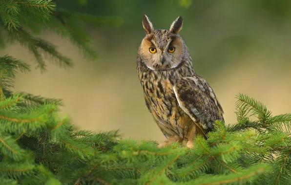 Картинка nature, old, orange, owl, oak, portrait, pine, otus