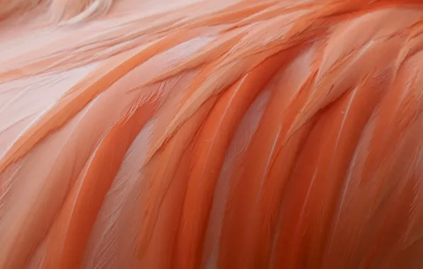 Картинка перья, розовое, фламинго