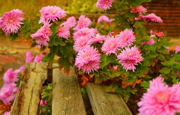 Скамейка, Pink flowers, Розовые цветы