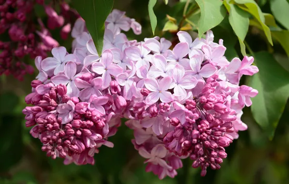 Картинка листья, макро, цветы, ветки, весна, цветение, сирень, соцветие