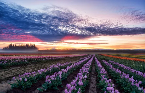 Oregon, Woodburn, Wooden Shoe Tulip Farm