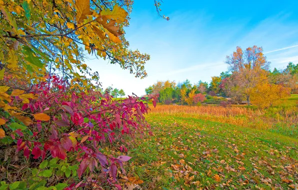 Картинка осень, трава, листья, деревья, парк, багрянец
