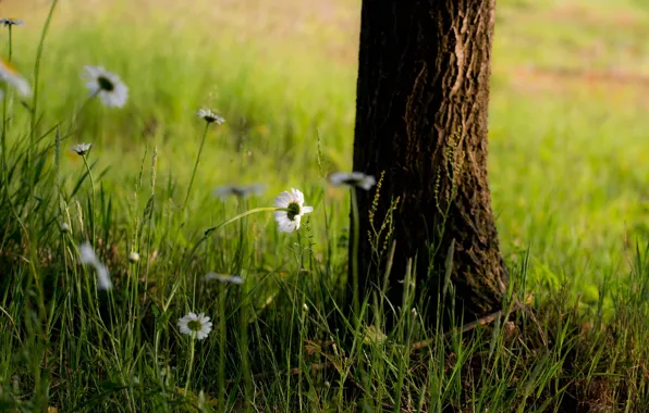 Картинка трава, цветы, дерево