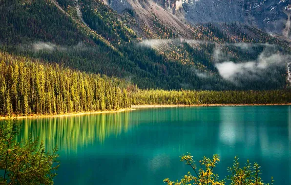 Картинка лес, деревья, горы, склон, Канада, Британская Колумбия, Национальный парк Йохо, Изумрудное озеро