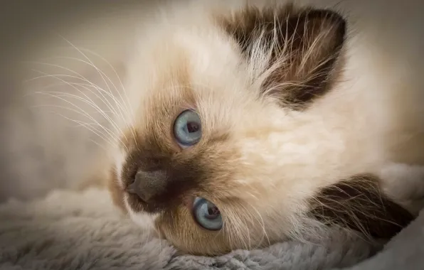 Картинка взгляд, мордочка, котёнок, голубые глаза