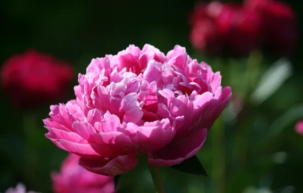 Flower, beautyful, peonies