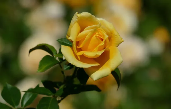 Листья, цветы, желтый, фон, розы, сад, бутоны, боке