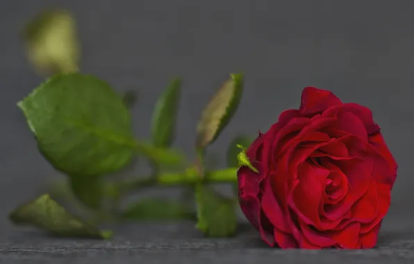 Цветок, листья, роза, красная роза, серый фон