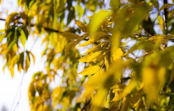 Картинка осень, листья, желтый, дерево