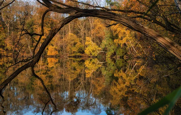 Осень, лес, ветки, природа, озеро, отражение, дерево, заросли