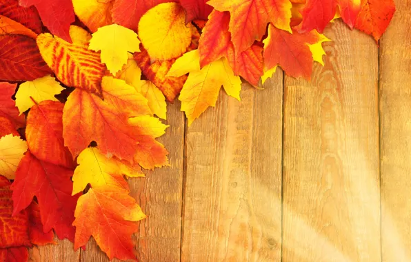 Осень, листья, фон, доски, colorful, клен, wood, background