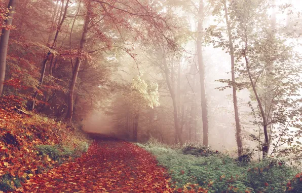 Forest, trees, nature, autumn, leaves, fog, woods, trail