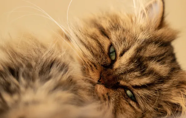 Картинка кот, взгляд, пушистый, мордочка, котейка, Персидская кошка