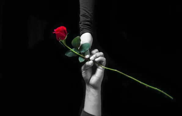 Фон, роза, руки