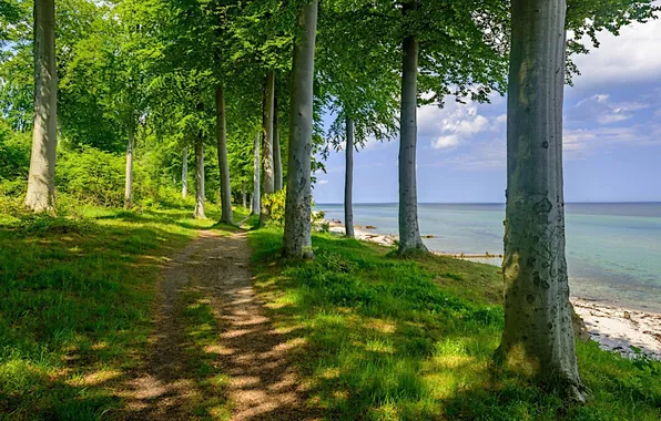 Картинка trees, pathway, shore