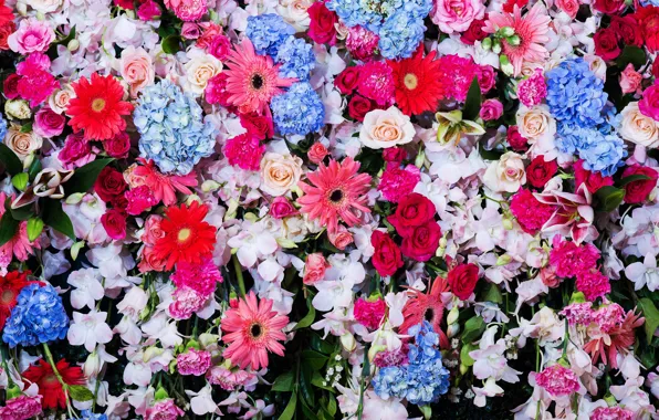 Цветы, colorful, white, хризантемы, blue, pink, flowers