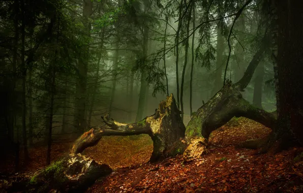 Осень, лес, деревья, природа, туман, утро, Александров Александър
