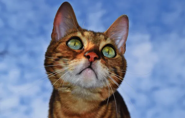 Картинка кошка, глаза, усы, взгляд, морда