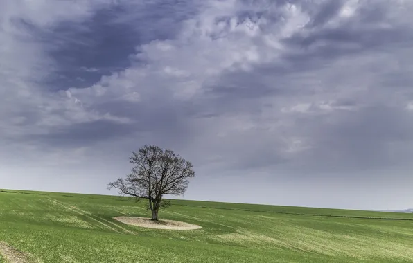Картинка поле, небо, трава, дерево