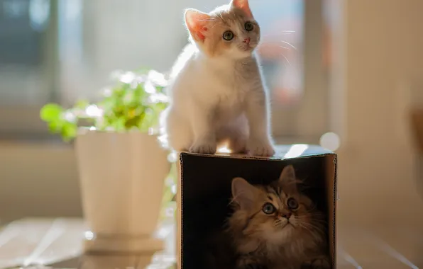 Картинка цветок, кошки, котенок, коробка, игра, пара, горшок, двое