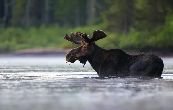 Лес, берег, купание, профиль, водоем, лось