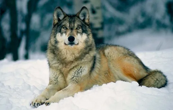 Картинка nature, snow, predator, face, animal, wolf, wildlife, portrait