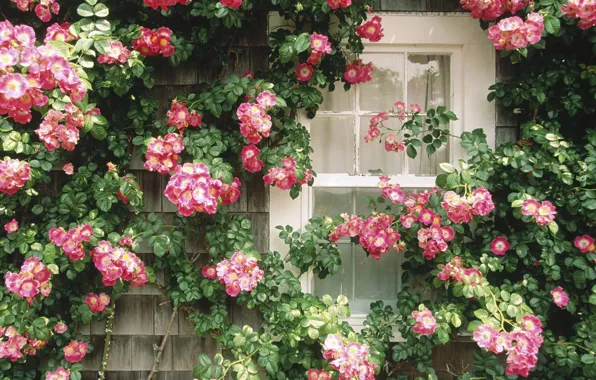 Окно, цветочная стена, красотища