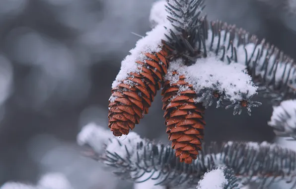 Зима, снег, ветки, природа, фон, хвоя, шишки, боке
