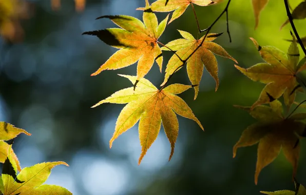 Листья, ветки, блики, дерево, японский клен