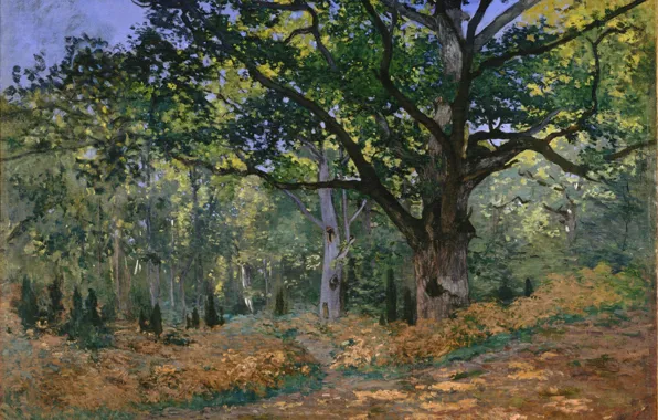 Картина, Живопись, Клод Моне, Дуб Бодмера, Фонтенбло 1865