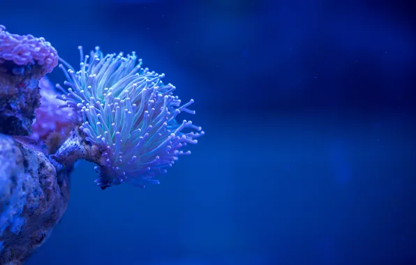 Под водой, underwater, голубой фон, blue background, красота природы, natural beauty, Egor Kamelev, white coral