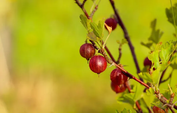 Fruit, twig, gooseberry