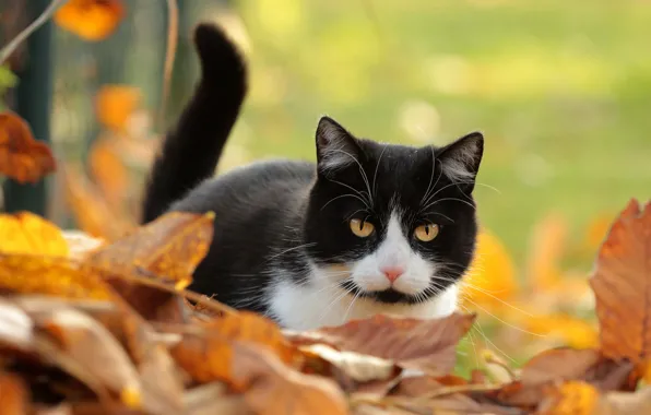 Картинка осень, кошка, кот, взгляд, листья, фон, черно-белый, листва