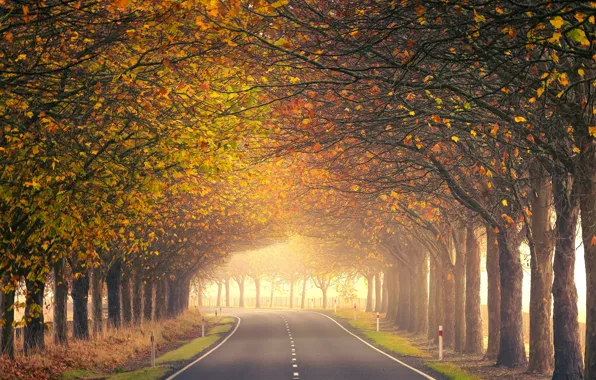 Картинка дорога, осень, деревья, Новая Зеландия