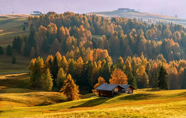 Поле, осень, лес, свет, деревья, горы, природа, холмы