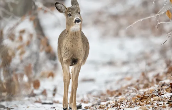 Картинка зима, природа, White-tailed Deer