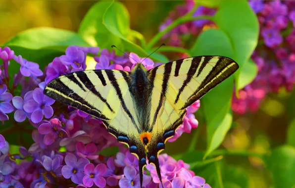 Butterfly, Бабочка, Flowers, Макро, Spring, Весна, Macro, Цветы