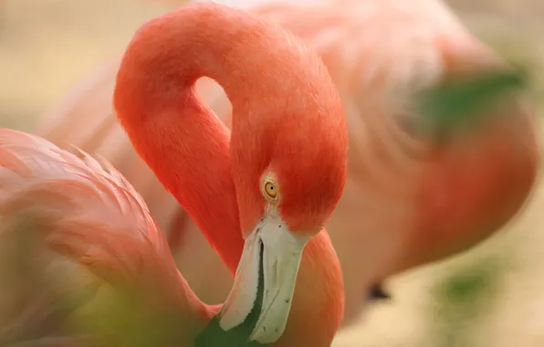 Картинка розовый, птица, клюв, фламинго