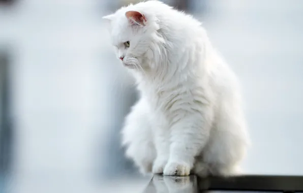 БЕЛЫЙ, ШЕРСТЬ, КОТ, УСЫ