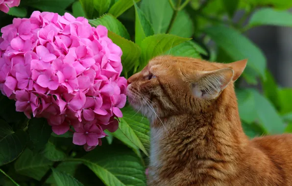 Картинка животные, лето, кот, кошки, цветы, природа, красота, гортензия