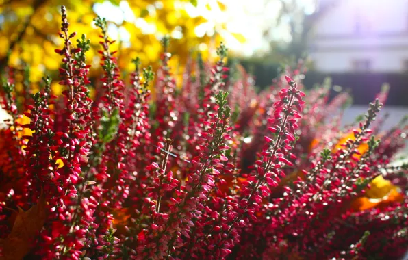 Autumn, garden, blooming, heathers