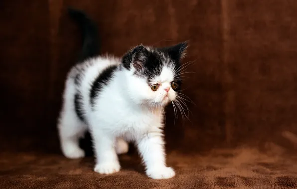 Кошка, котенок, фон, перс, мордочка, коричневый, экстремал