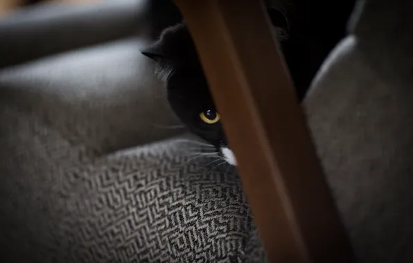 Картинка кот, глаз, черно-белый