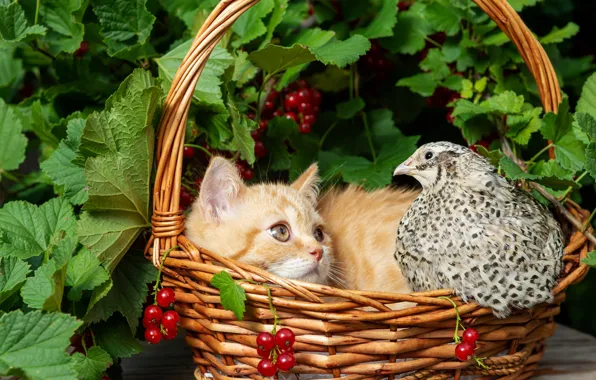 Кошка, лето, взгляд, листья, ягоды, котенок, стол, птица
