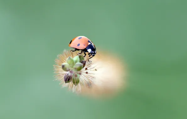 Ladybug, insect, ladybird