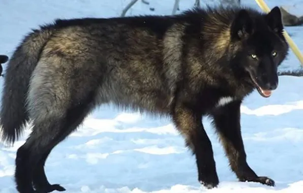 Nature, snow, predator, face, animal, wolf, wildlife, portrait