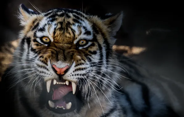 Картинка тигр, зверь, рычание